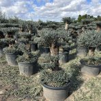 Olivovník európsky (Olea europaea) ´ARBEQUINA´ - výška 100-120 cm, kont. C130L - PONPON (-12°C)